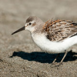 Western Sandpiper ruffled feathers