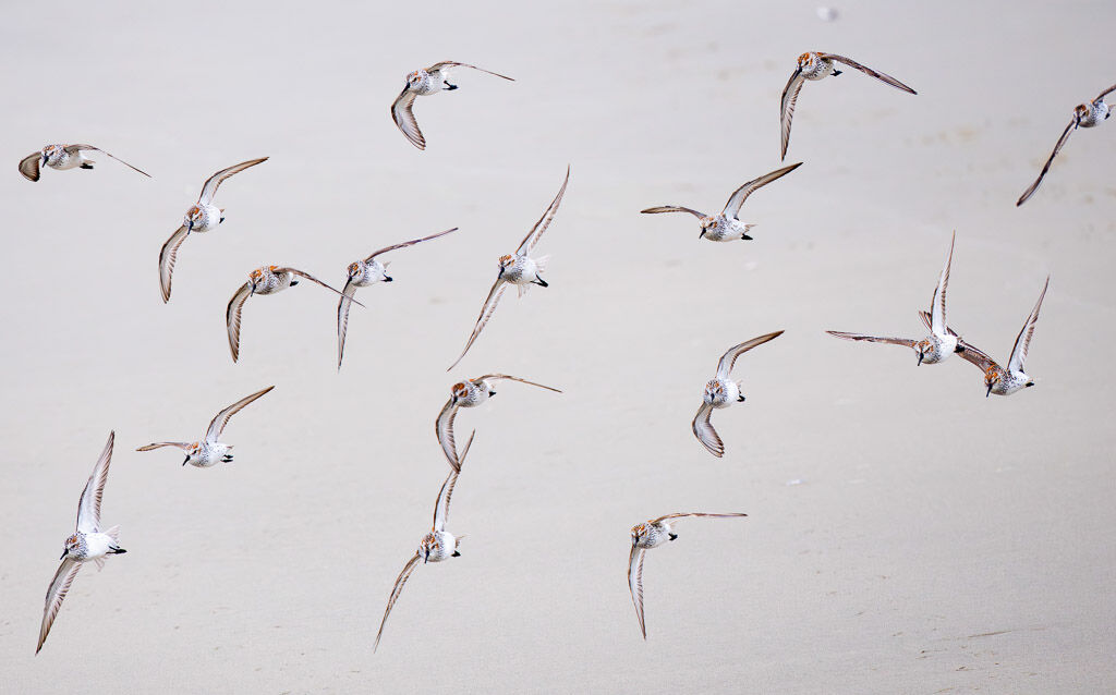 Western Sandpipers in flight