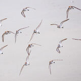 Western Sandpipers in flight