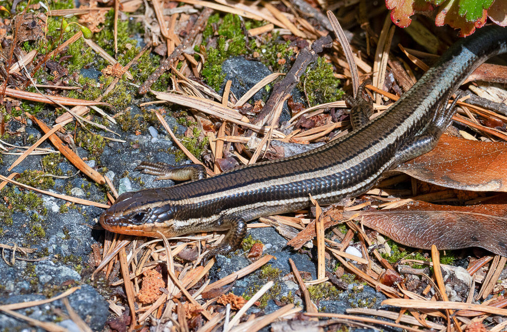 Western Skink