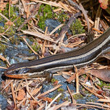 Western Skink