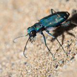 Western Tiger Beetle