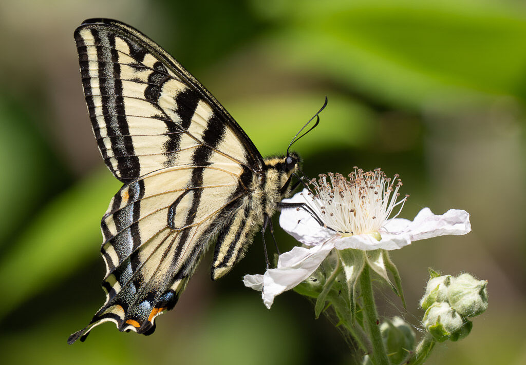 Western Tiger Swallowtail butterfly