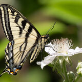Western Tiger Swallowtail butterfly