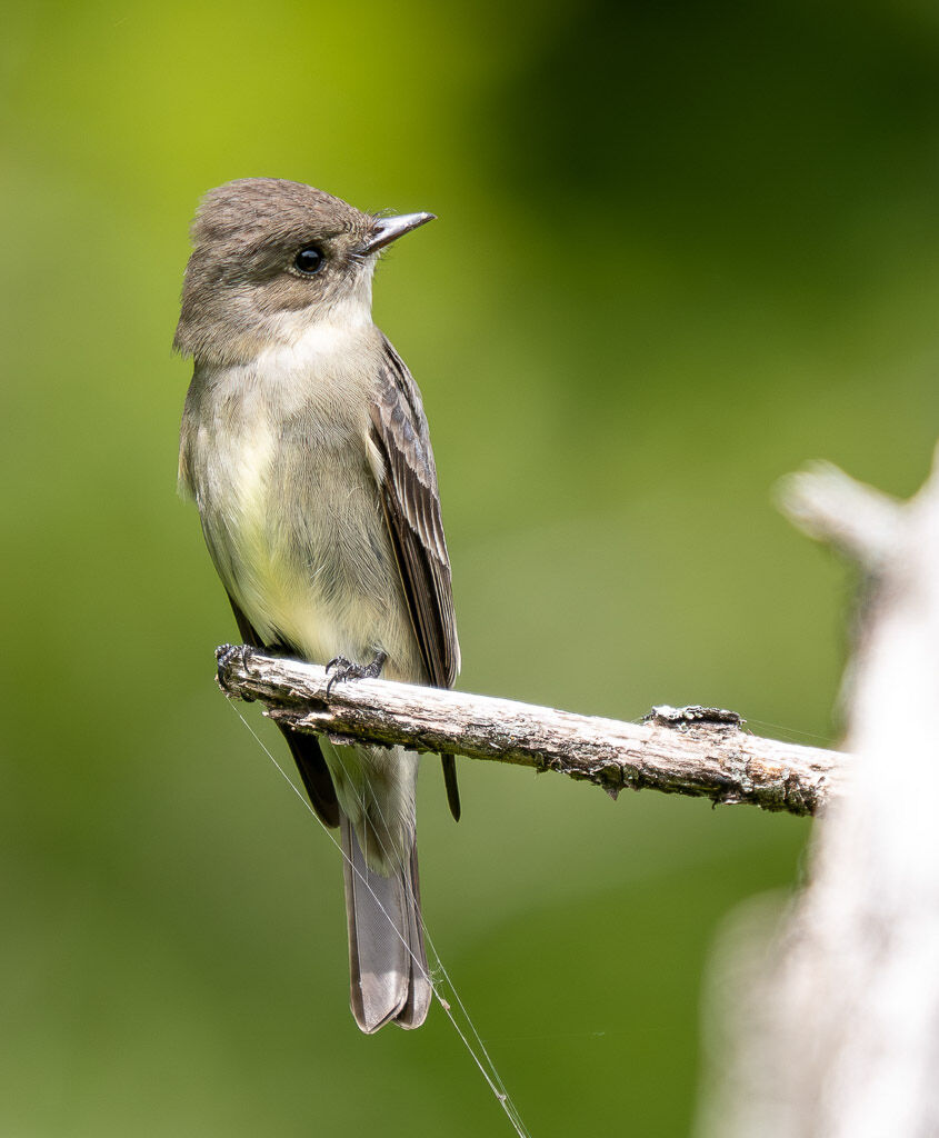 Western Wood Pewee