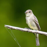 Western Wood Pewee 2