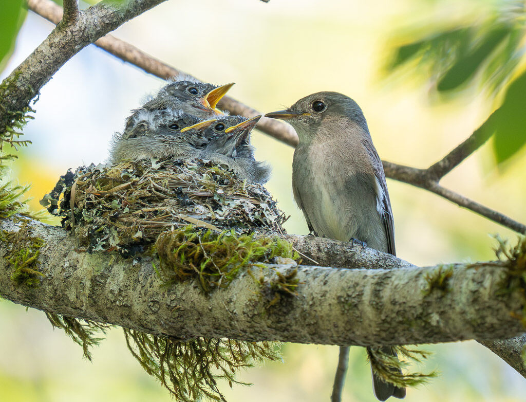 Western Wood Pewee feeding chicks
