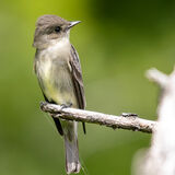 Western Wood Pewee