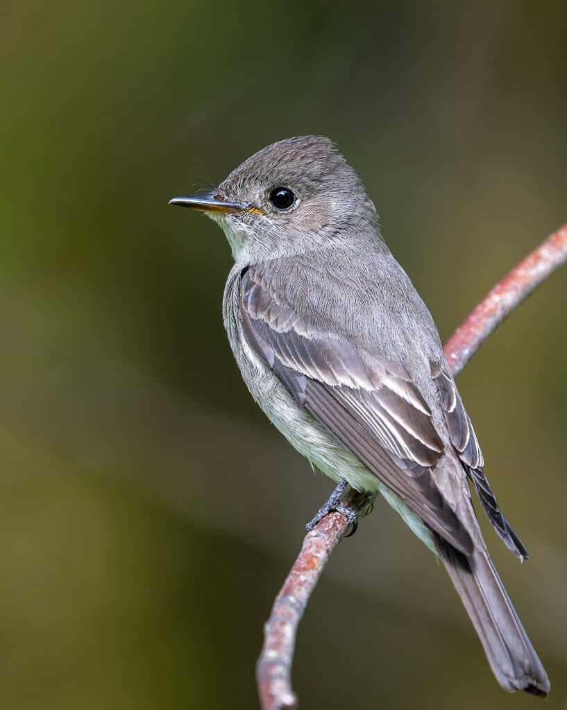 Western wood pewee