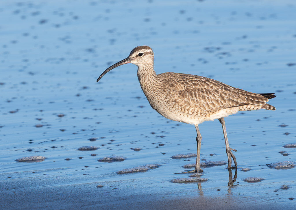 Whimbrel