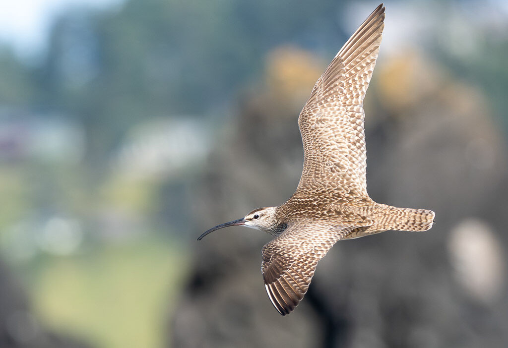Whimbrel in flight