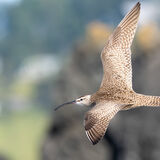 Whimbrel in flight