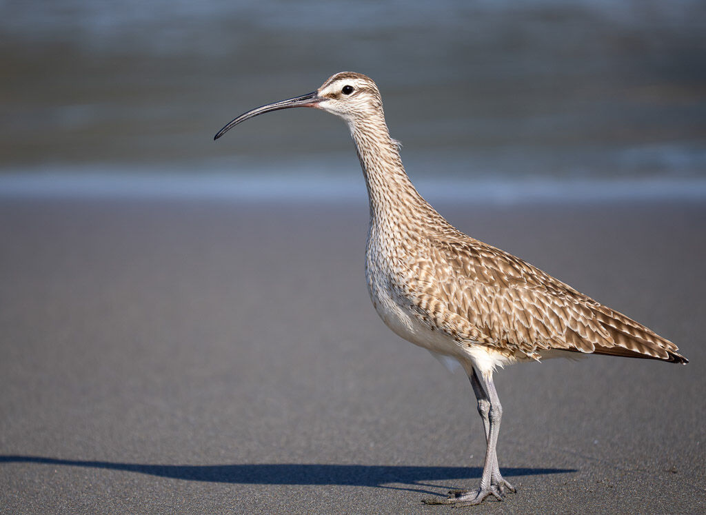 Whimbrel portrait