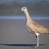 Whimbrel portrait