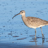 Whimbrel