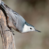 White-breasted Nuthatch