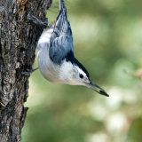 White-breasted Nuthatch with seed