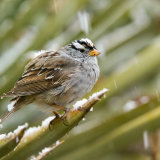 White-crowned Sparrow in snow