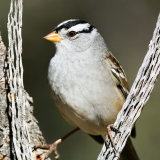 White-crowned Sparrow in yucca