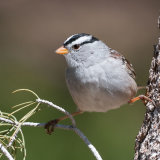 White-crowned Sparrow on scrub oak