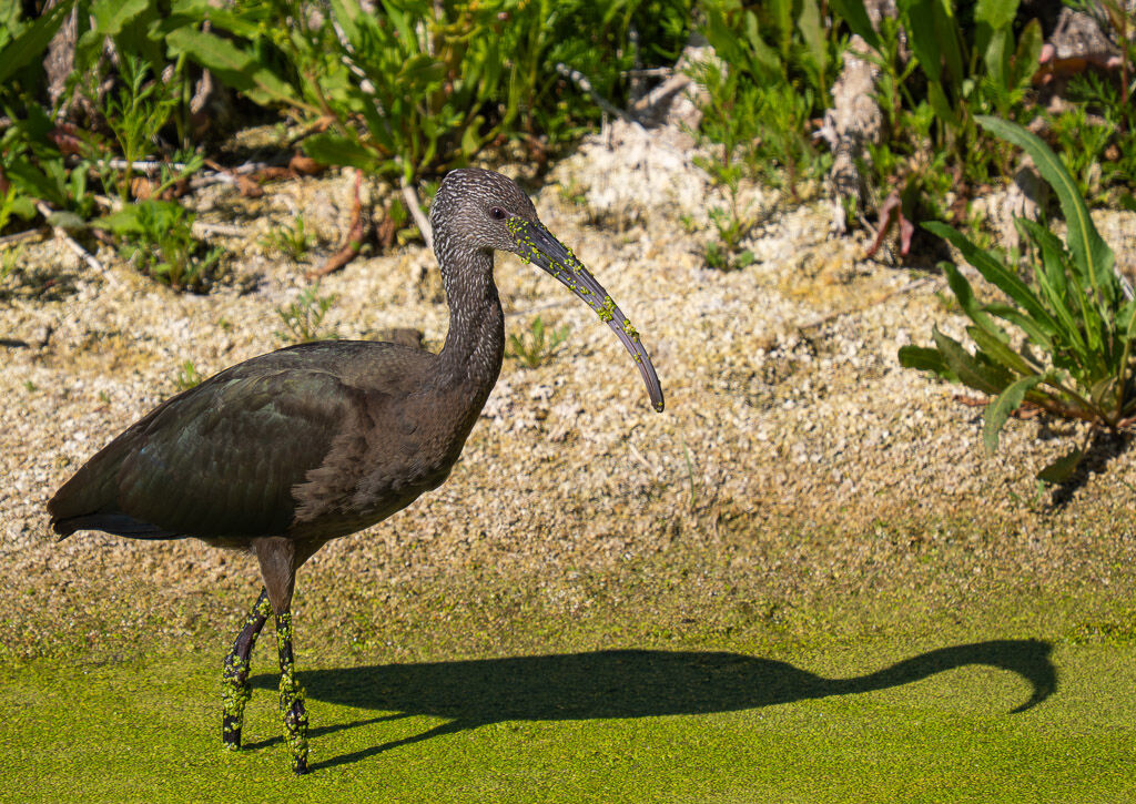 White-faced Ibis juvenile