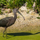 White-faced Ibis juvenile