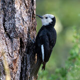 White-headed Woodpecker. Klamath