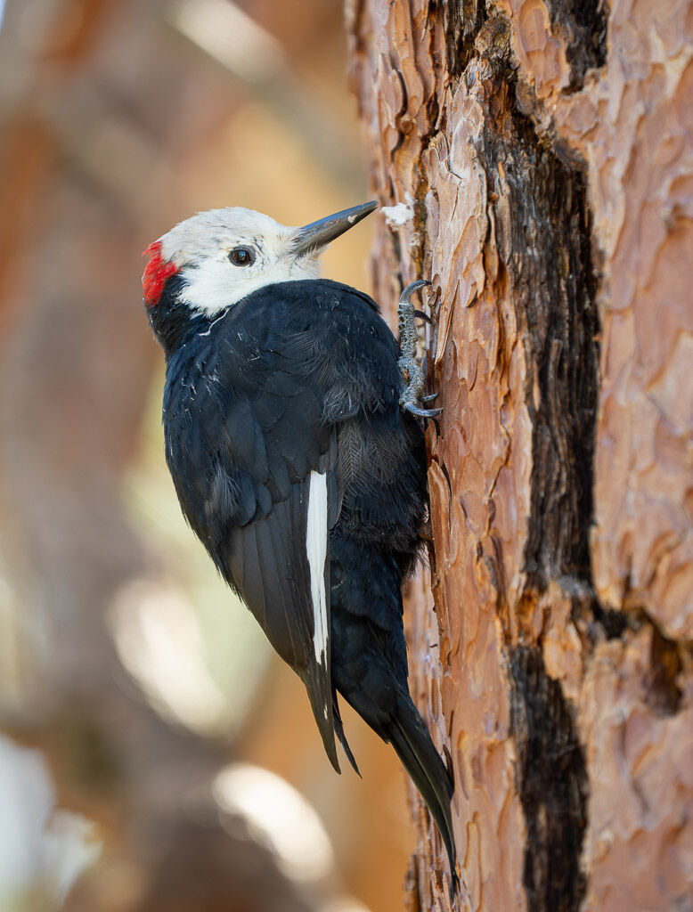 White-headed Woodpecker