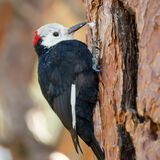 White-headed Woodpecker