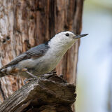 White Breasted Nuthatch