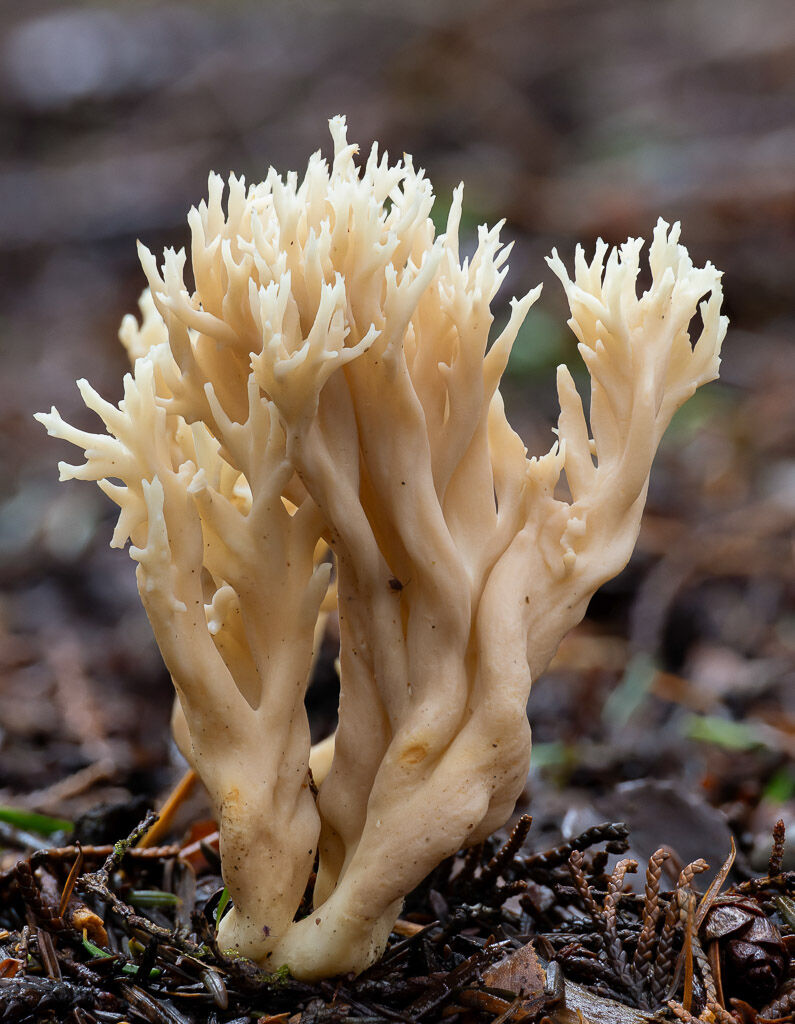 White Coral Fungus (2)