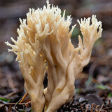 White Coral Fungus (2)