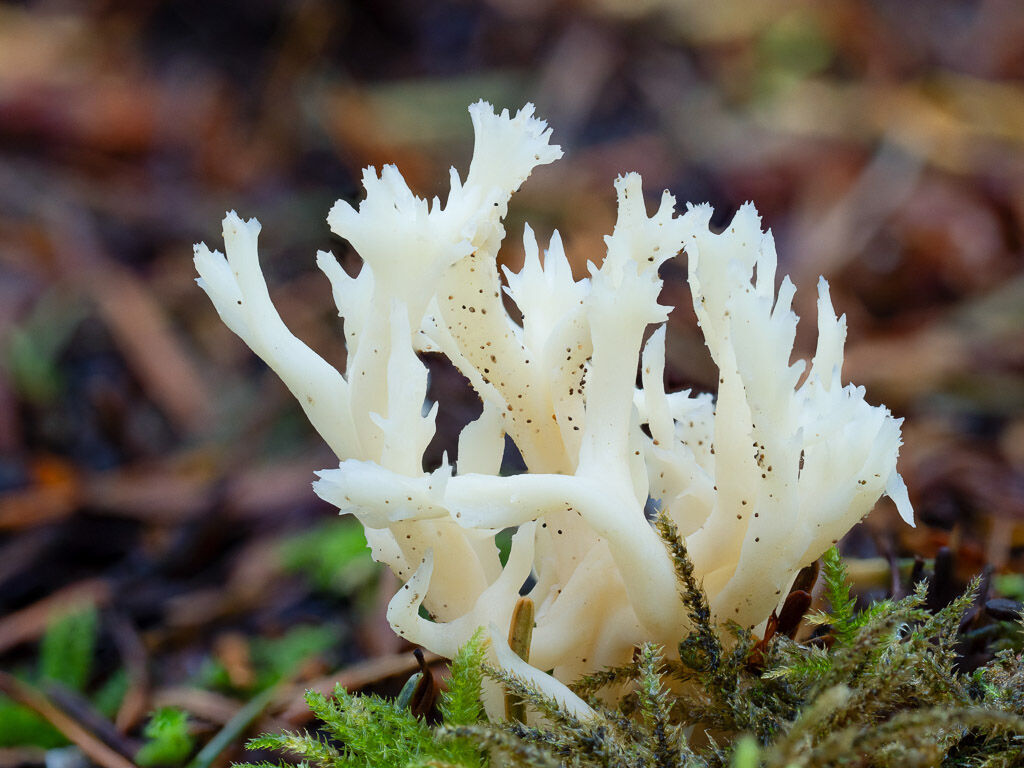 White Coral fungus