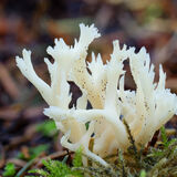 White Coral fungus