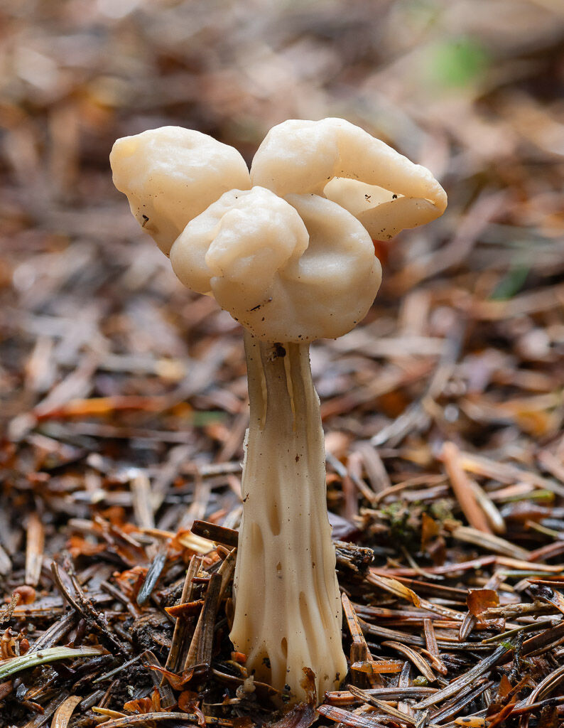 White Elfin Saddle Fungus