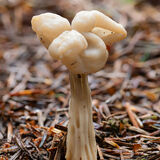White Elfin Saddle Fungus