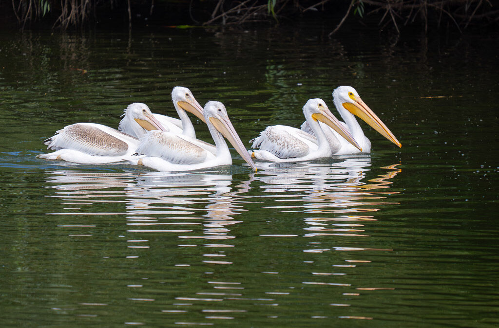White Pelicans