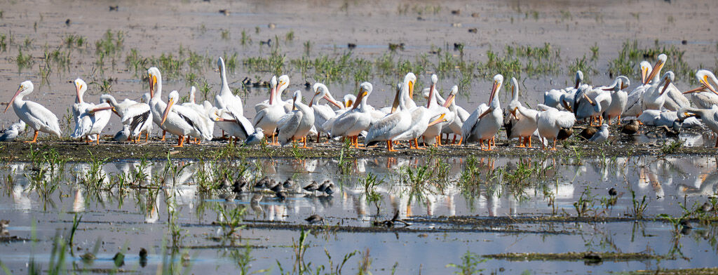 White Pelicans (2)