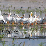 White Pelicans (2)