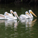 White Pelicans