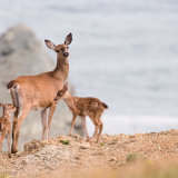 Black-tailed Deer with fawns