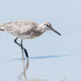 Willet walking at waters edge