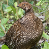 Willow Ptarmigan 1