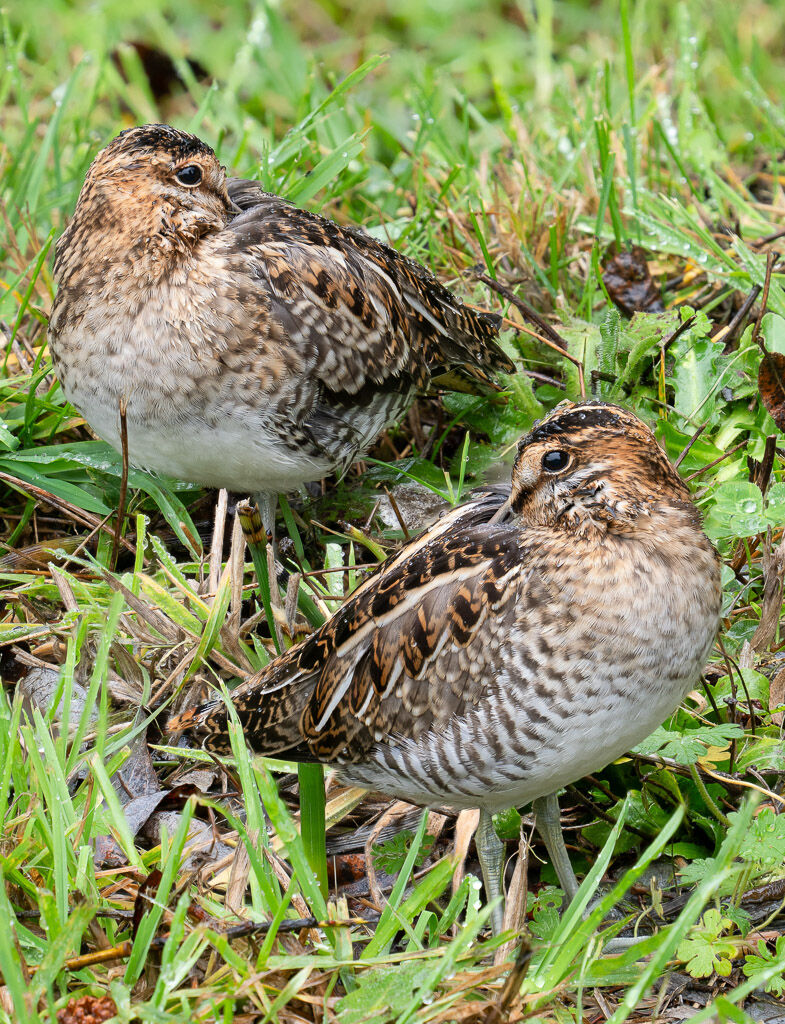 Wilson's Snipe - pair resting