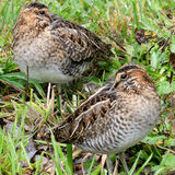 Wilson's Snipe - pair resting