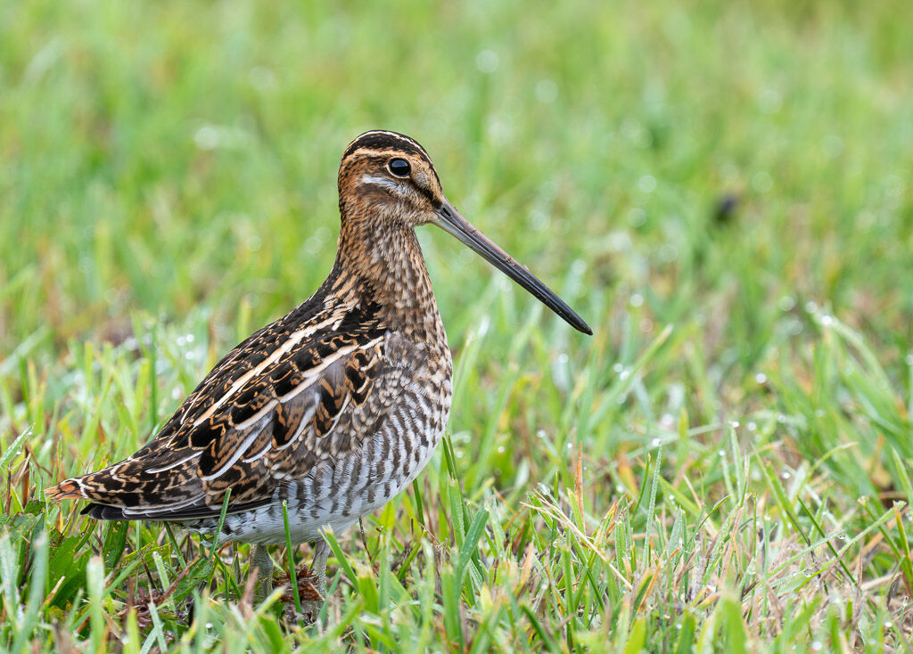 Wilson's Snipe alert