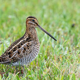 Wilson's Snipe alert