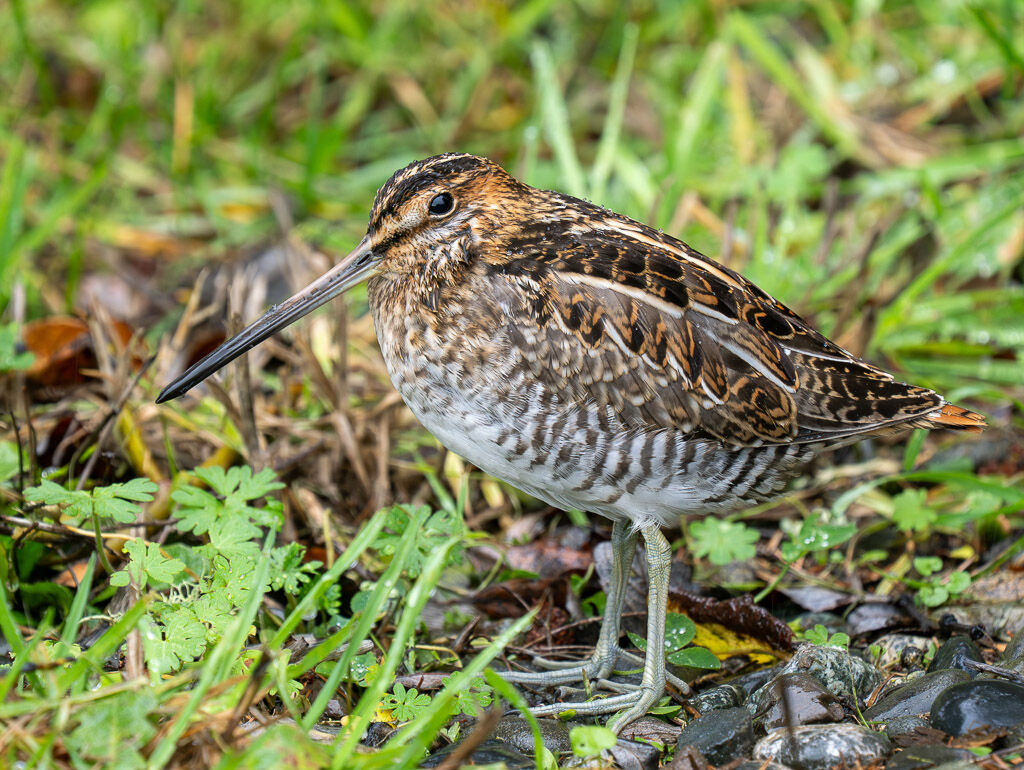 Wilson's Snipe showing feet