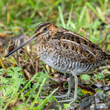 Wilson's Snipe showing feet
