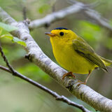 Wilson's Warbler